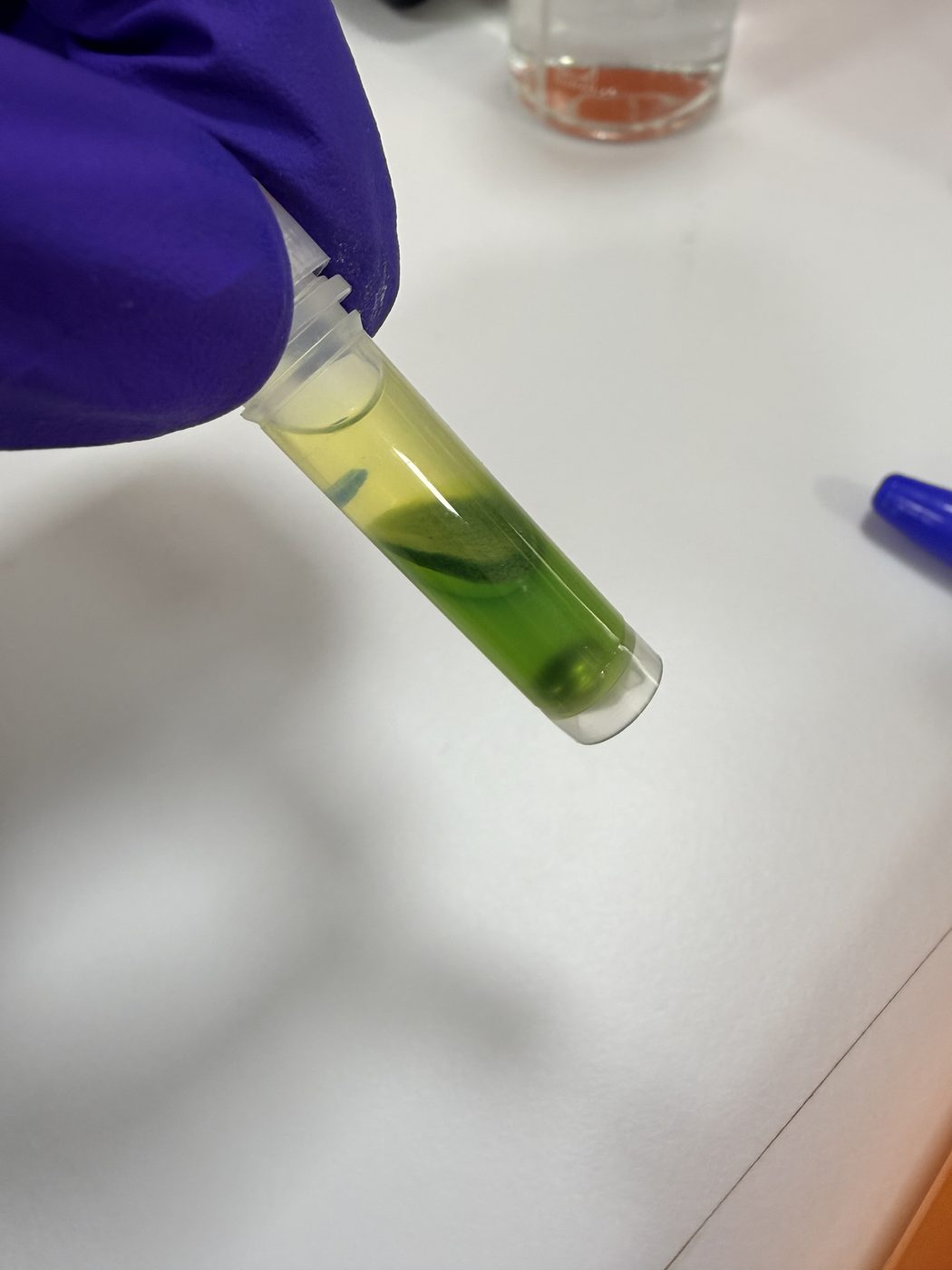 Procesamiento de muestra en laboratorio