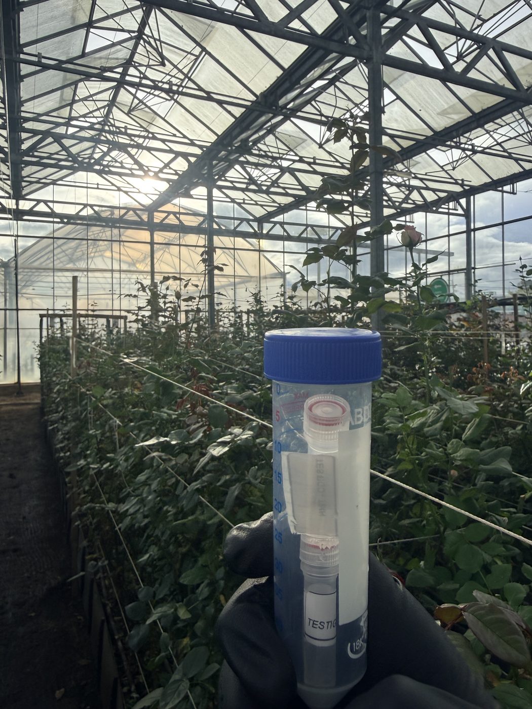 Muestreo en cultivo de rosa